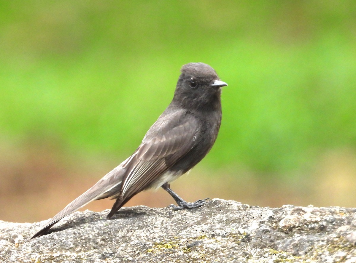 Black Phoebe - ML650758777