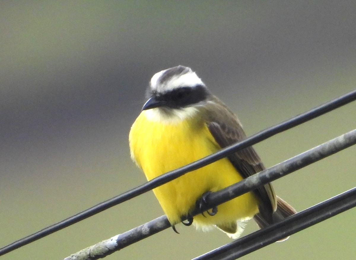 Social Flycatcher - ML650758815
