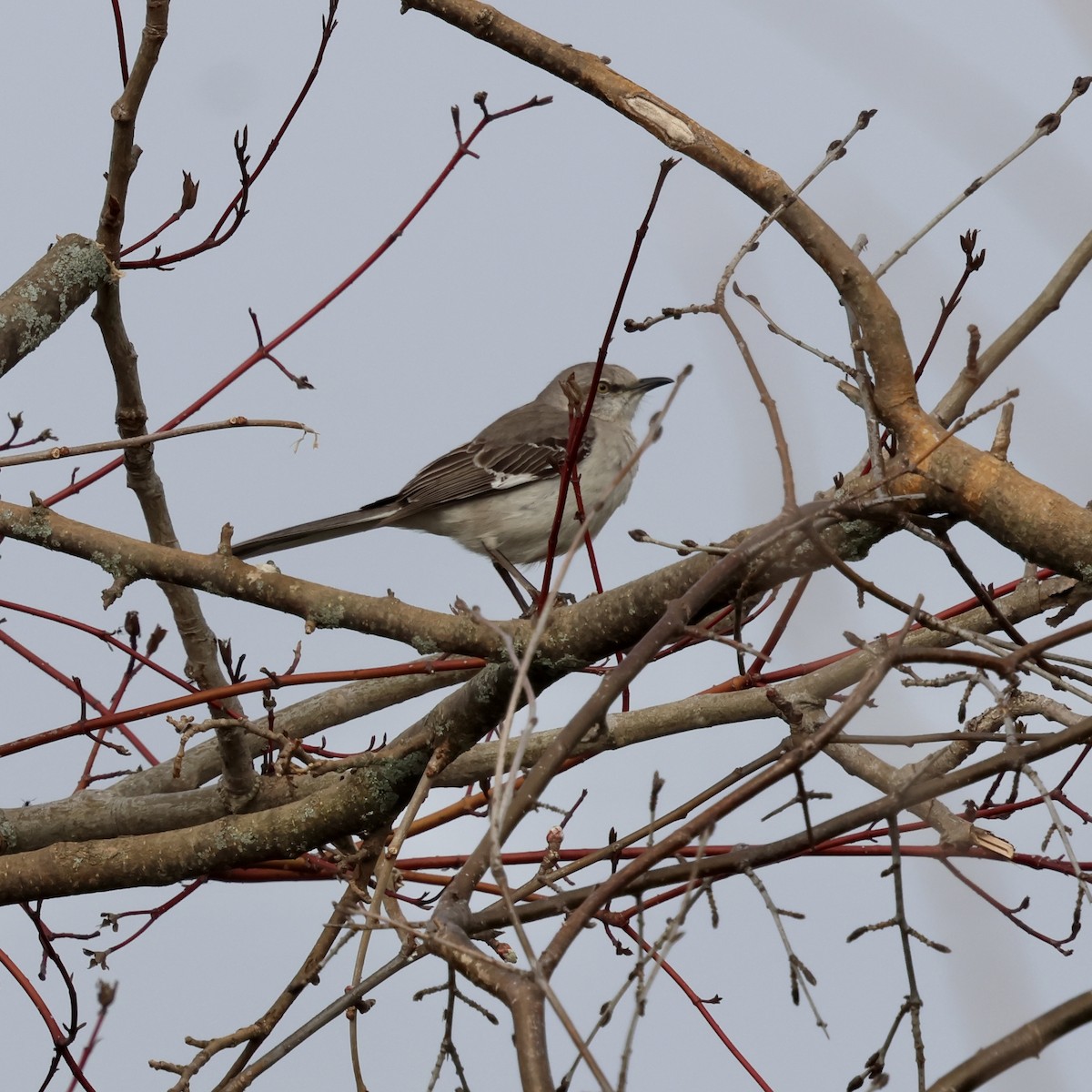 Sinsonte Norteño - ML650758829