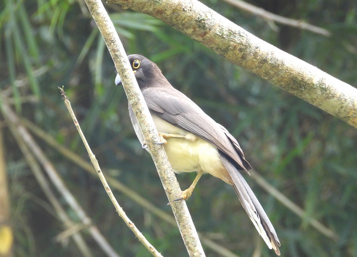 Brown Jay - ML650758835