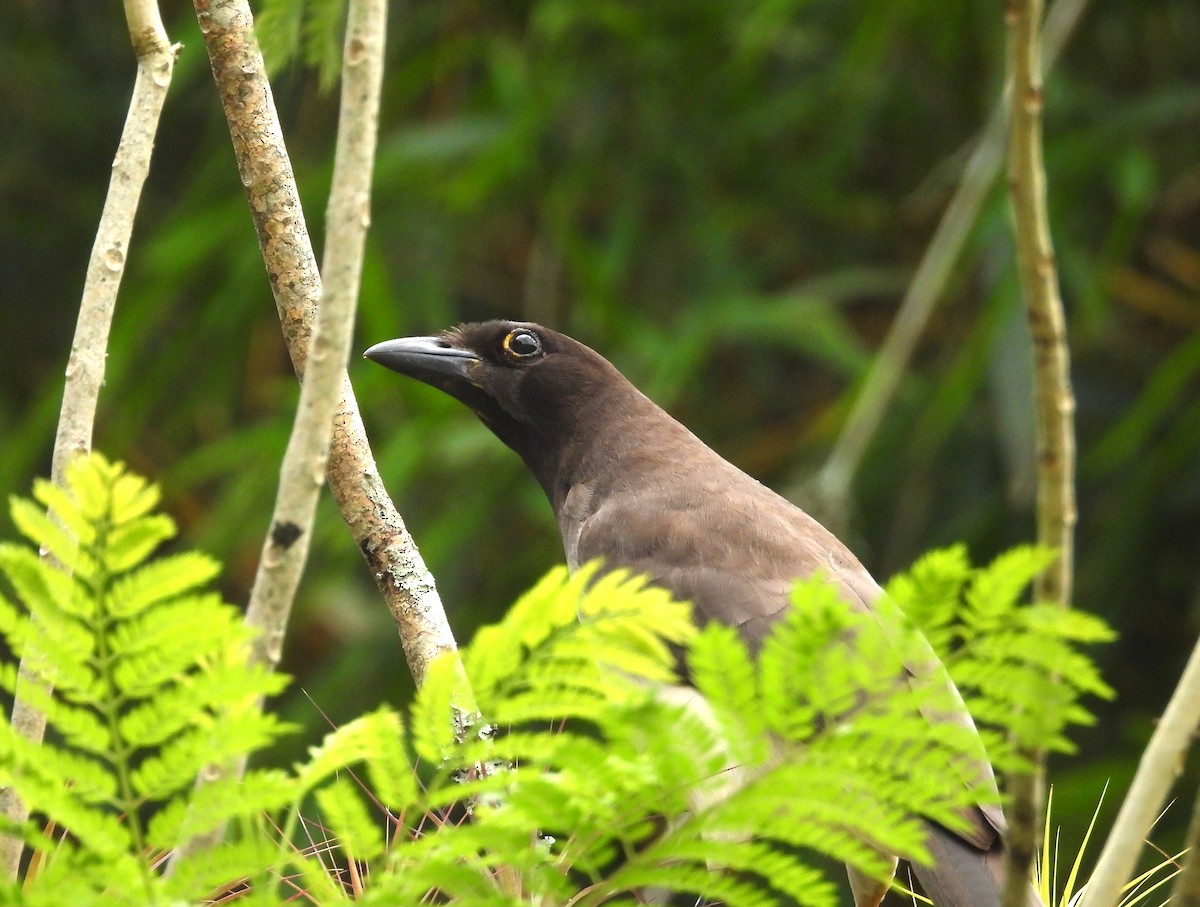 Brown Jay - ML650758836