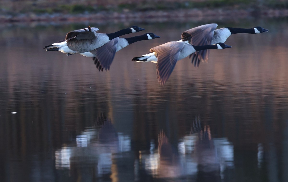 Oca canadese maggiore - ML650759006