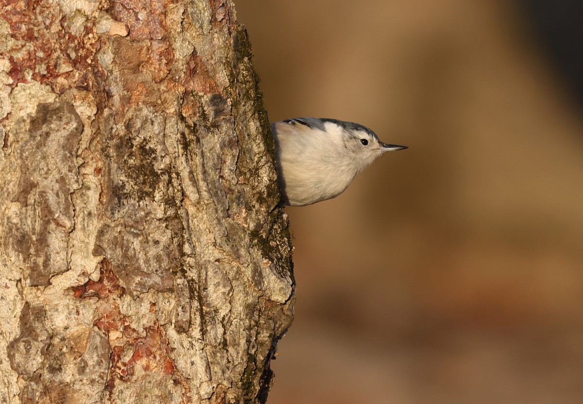 White-breasted Nuthatch - ML650759023