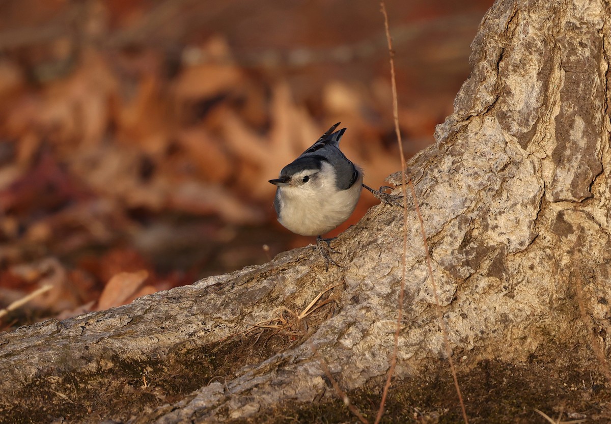 White-breasted Nuthatch - ML650759025