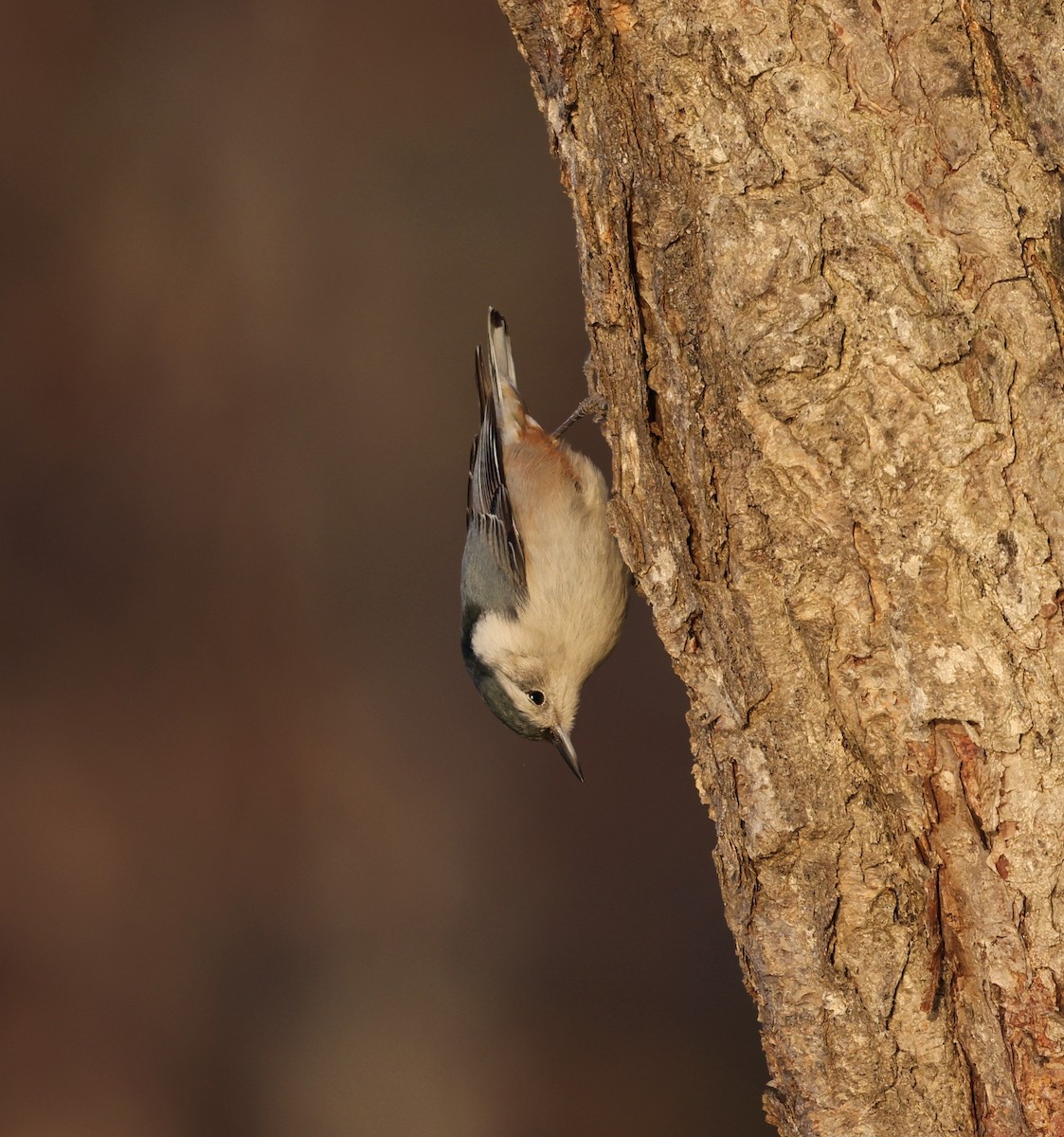 White-breasted Nuthatch - ML650759026