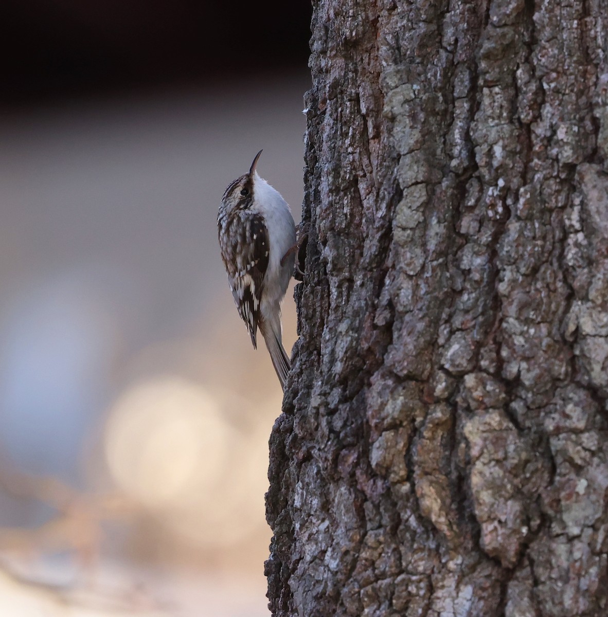 Brown Creeper - ML650759036