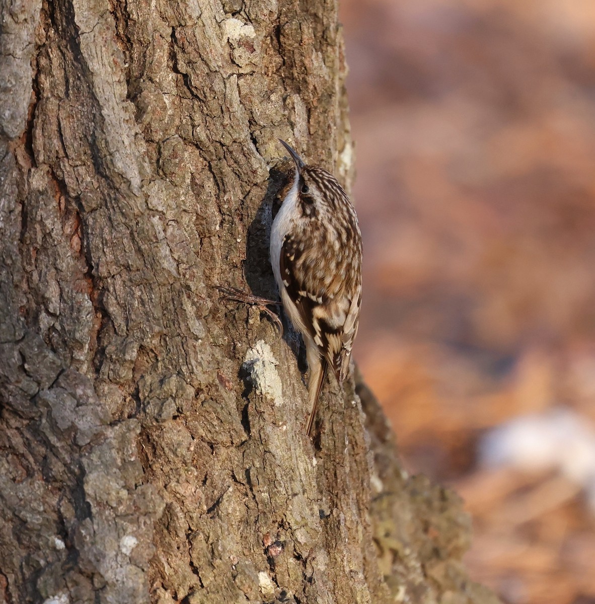 Brown Creeper - ML650759037