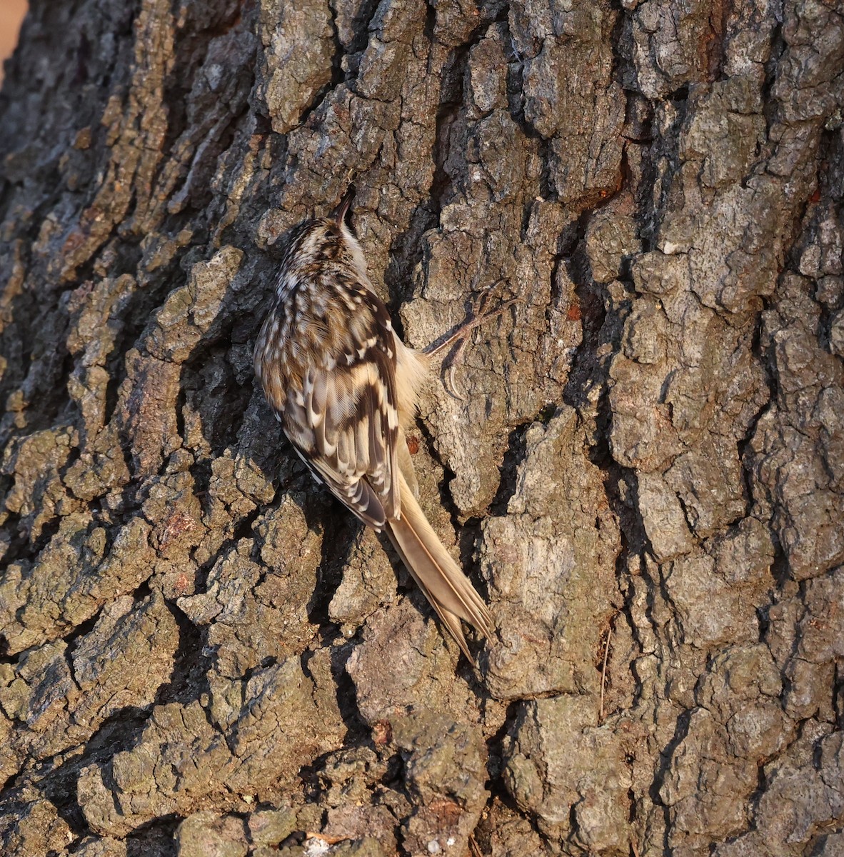 Brown Creeper - ML650759038