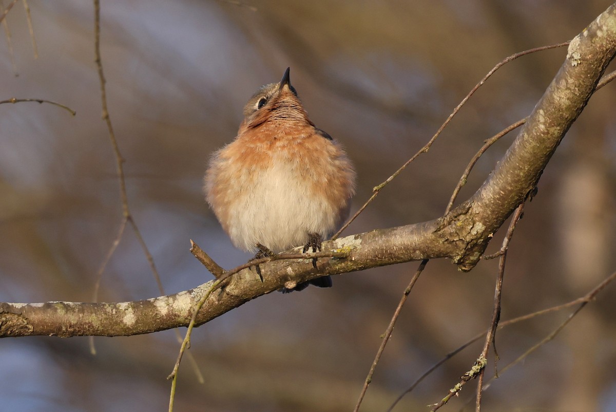 Eastern Bluebird - ML650759049