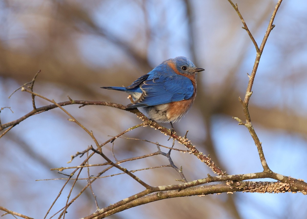 Eastern Bluebird - ML650759050