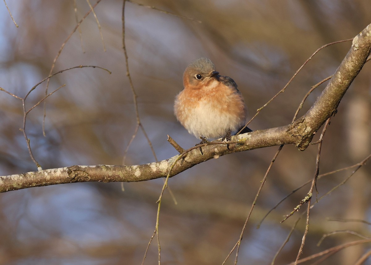 Eastern Bluebird - ML650759051