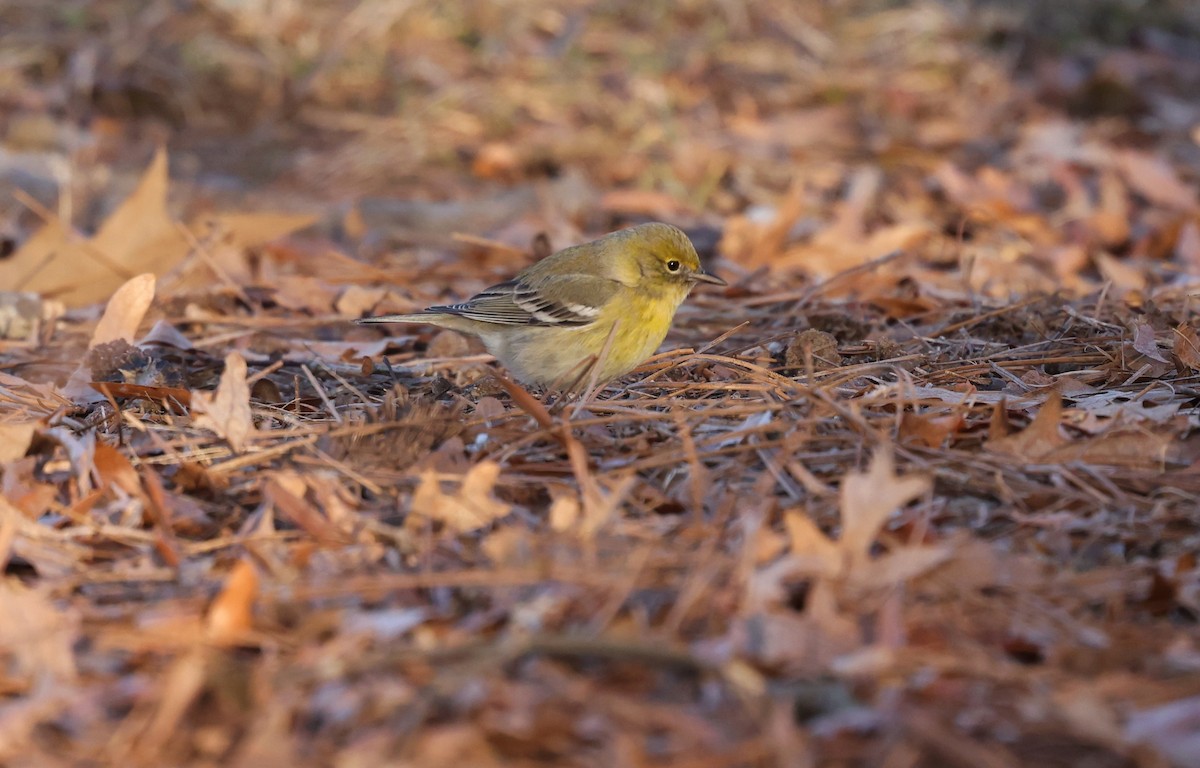 Pine Warbler - ML650759057
