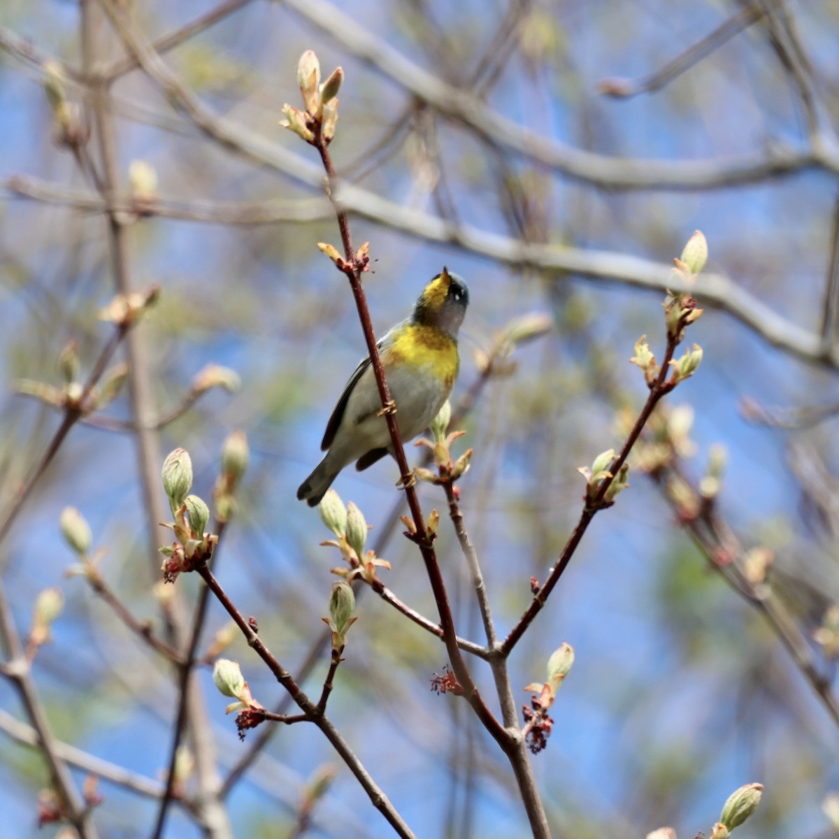 Northern Parula - ML650759140