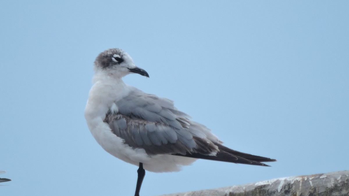 Laughing Gull - ML650759464
