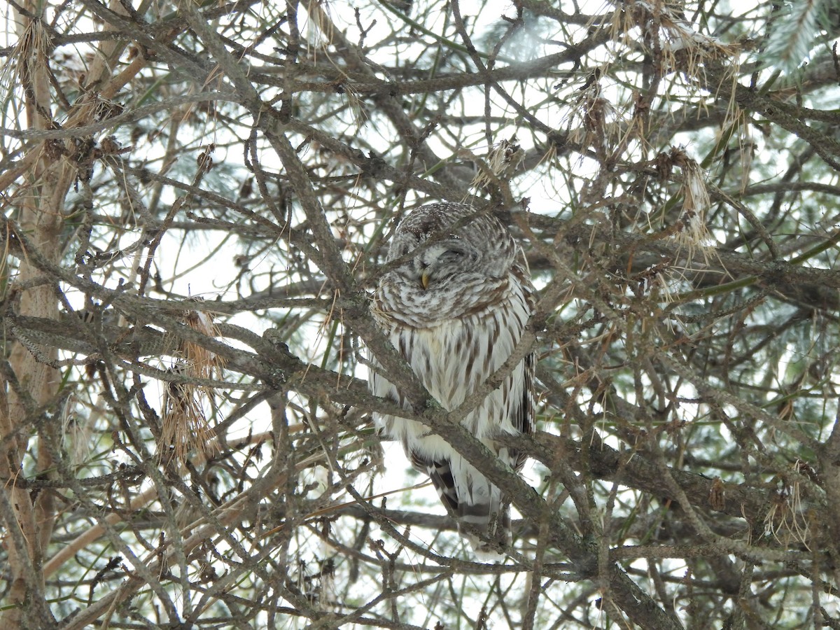 アメリカフクロウ - ML650759553