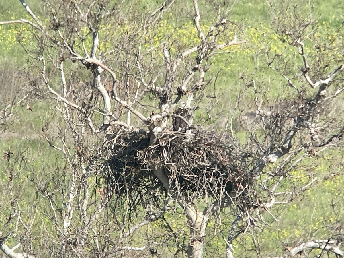 Weißkopf-Seeadler - ML650759768