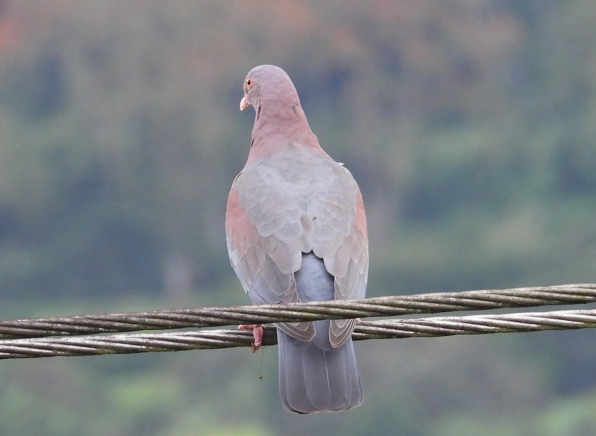 Red-billed Pigeon - ML650760005