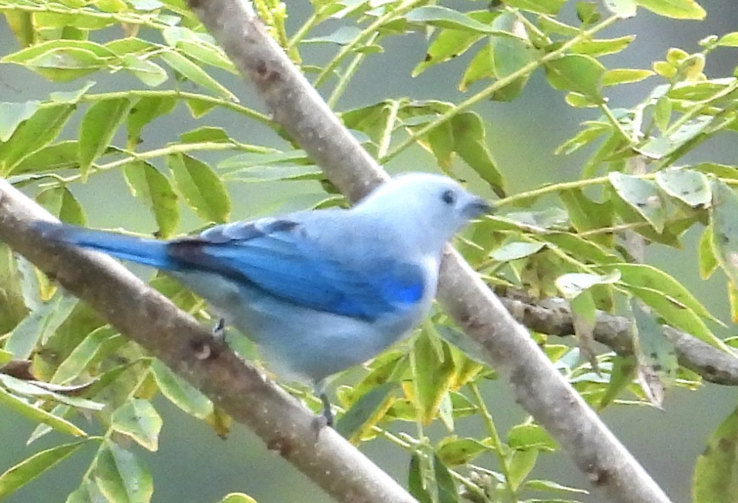 Blue-gray Tanager - ML650760021