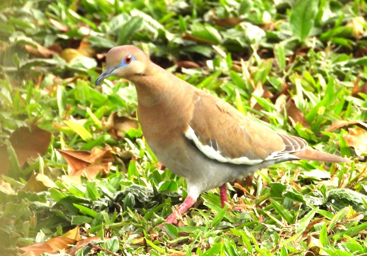 White-winged Dove - ML650760060