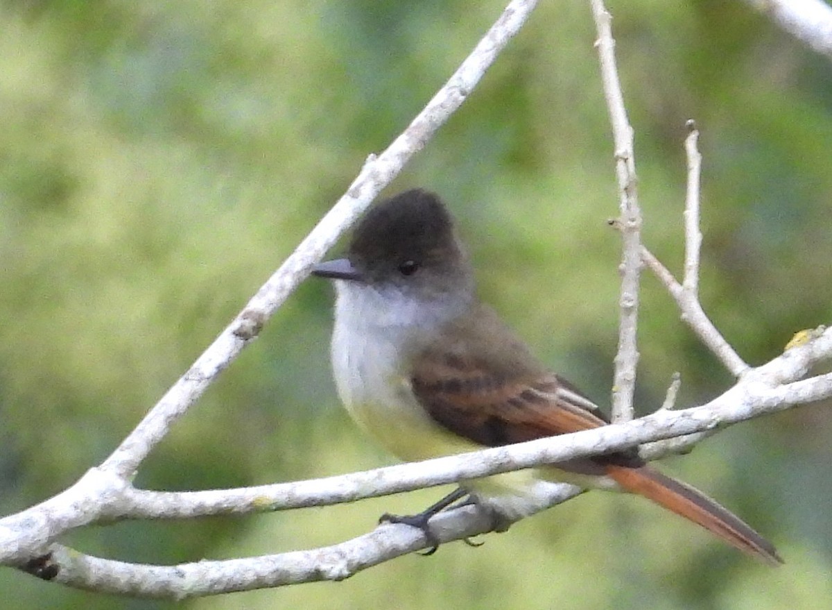 Dusky-capped Flycatcher - ML650760089