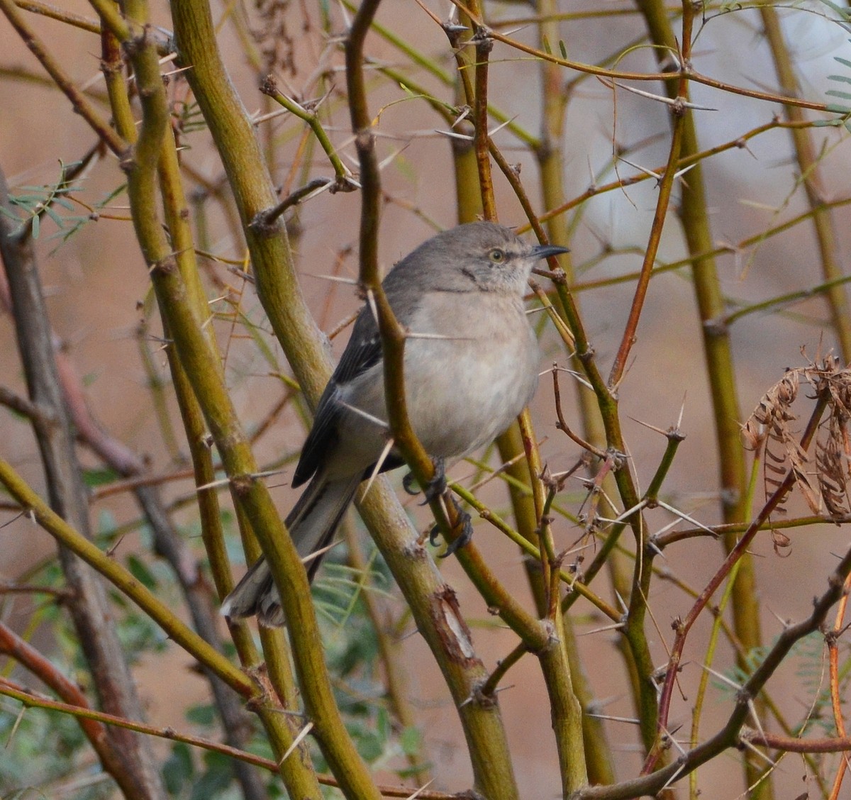 Sinsonte Norteño - ML650760131