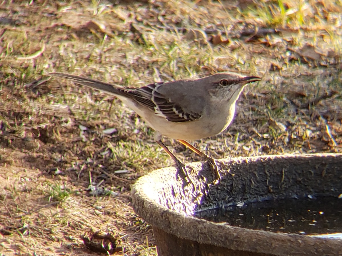 Sinsonte Norteño - ML650760192