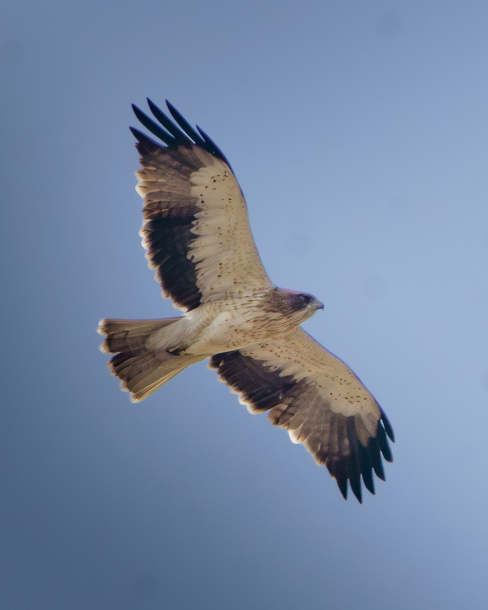 Booted Eagle - ML650760226