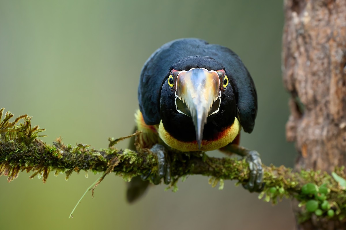 Collared Aracari - ML650760329
