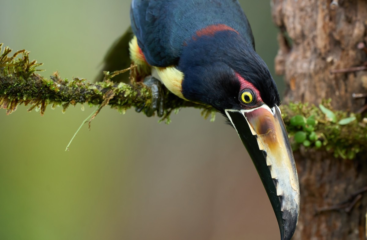 Collared Aracari - ML650760330