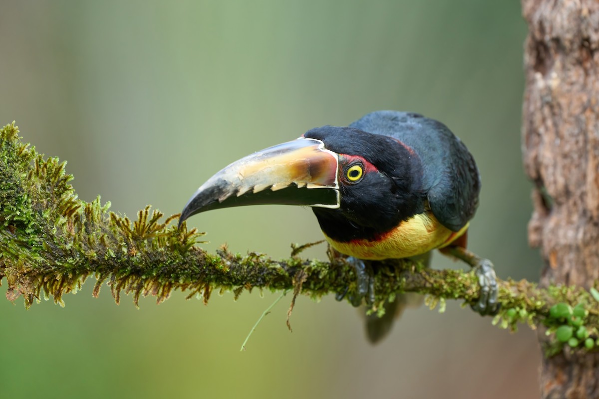 Collared Aracari - ML650760332
