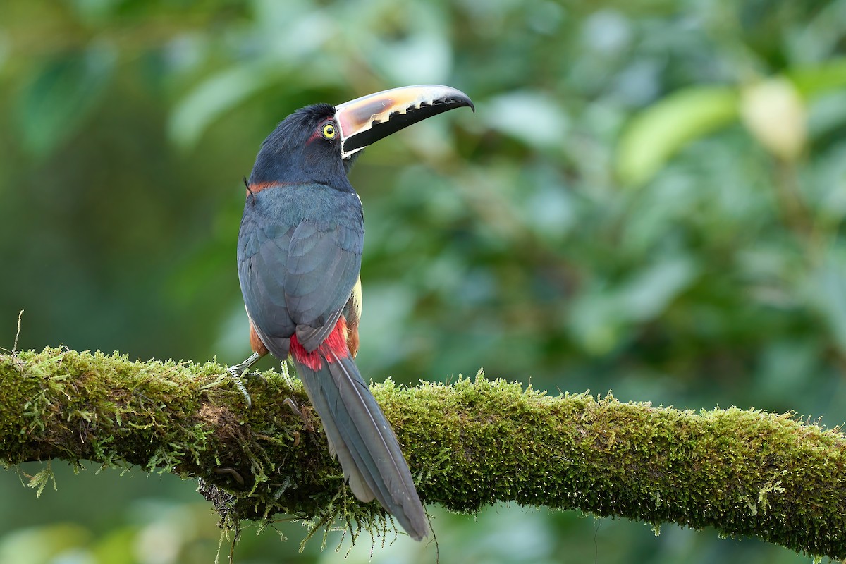 Collared Aracari - ML650760333