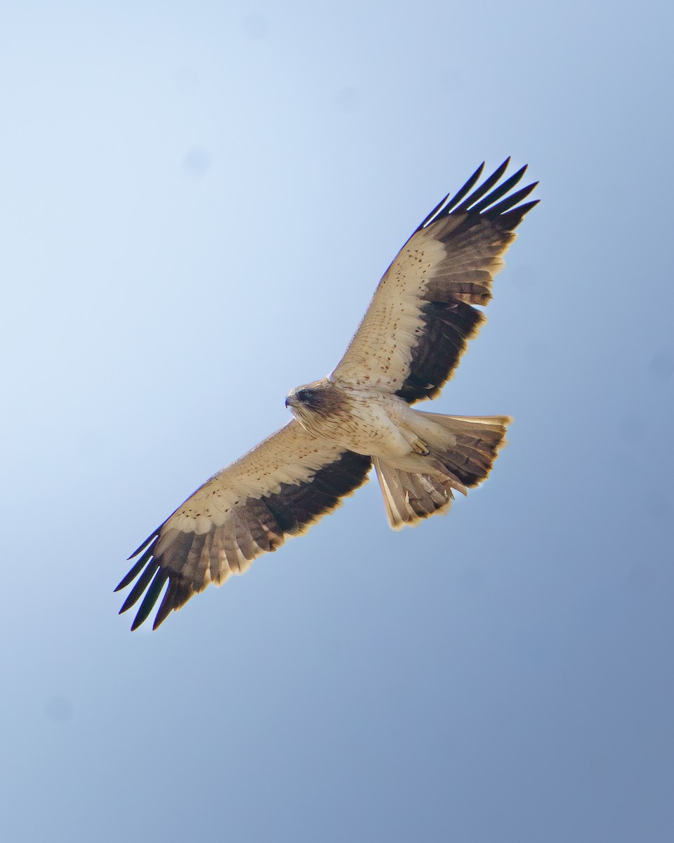 Booted Eagle - ML650760385