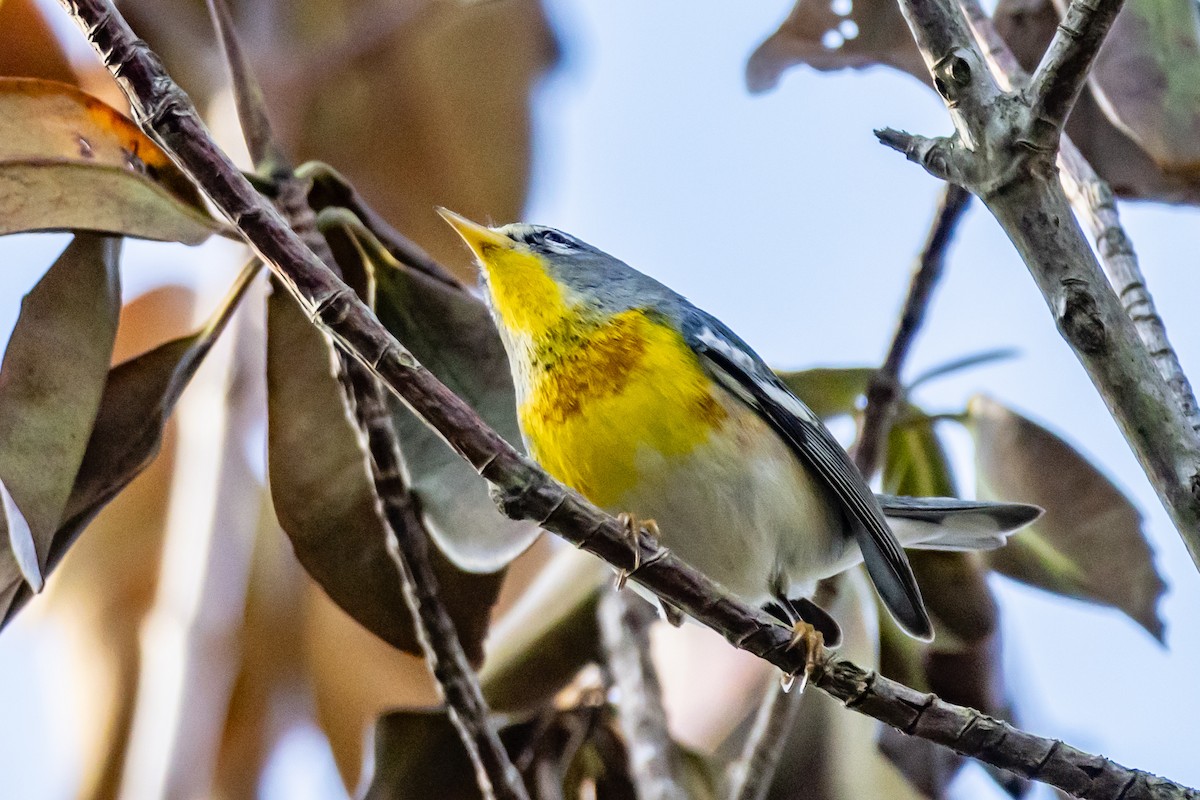 Northern Parula - ML650760525