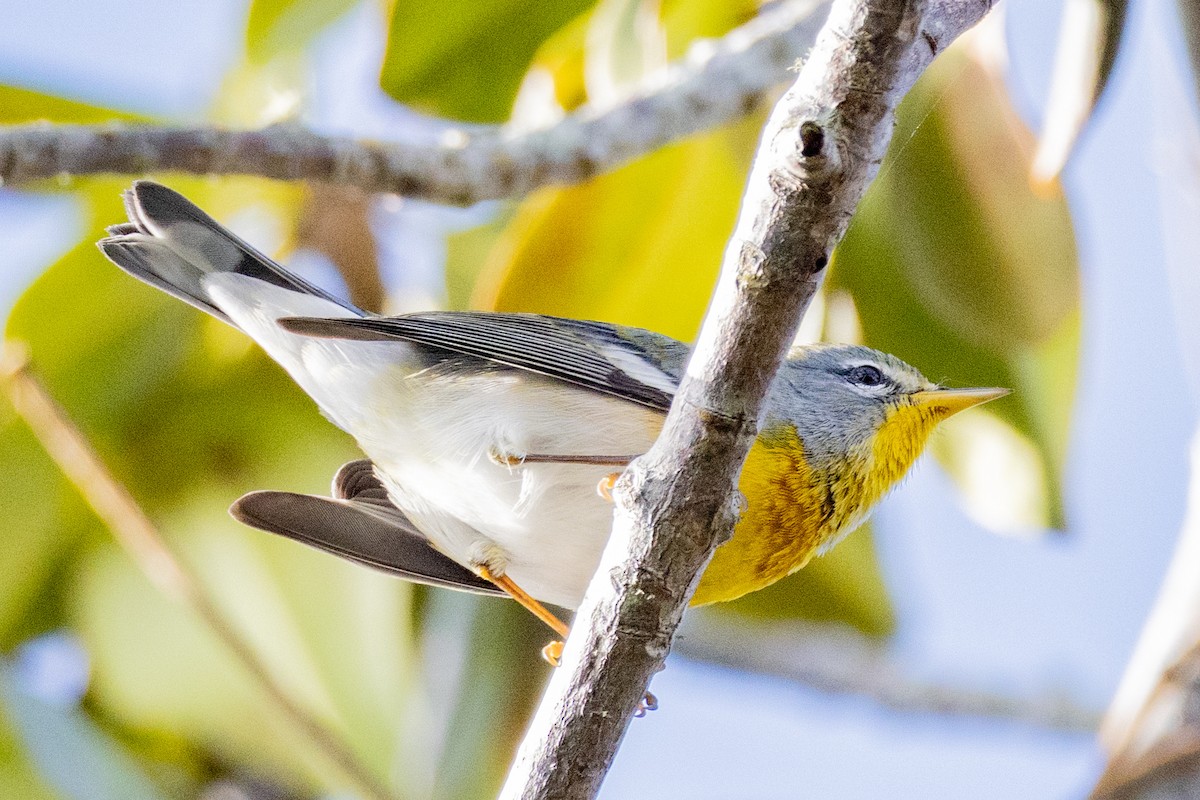 Northern Parula - ML650760526