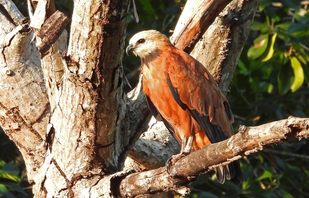 Black-collared Hawk - ML650760598