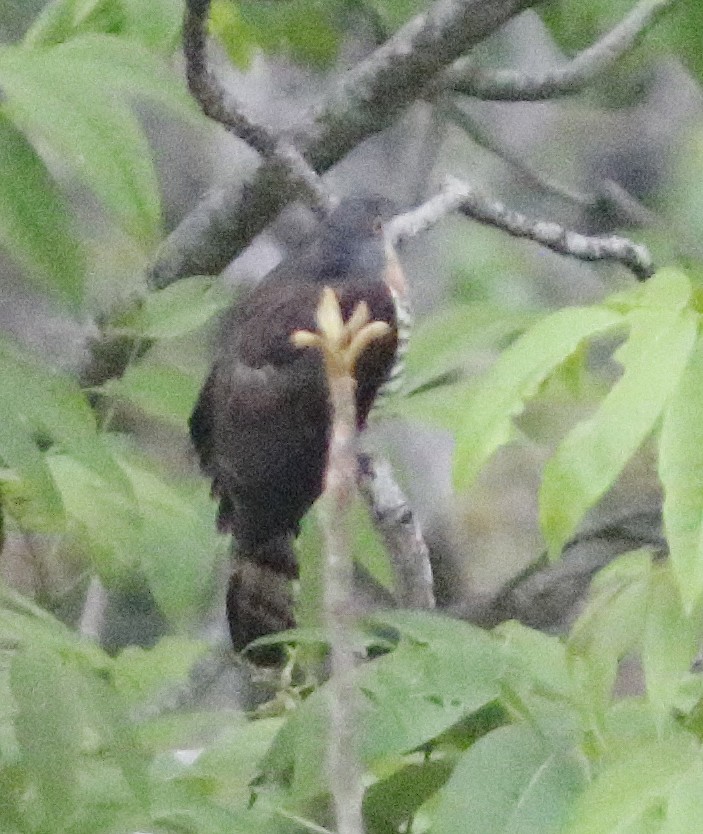 鷹鵑 - ML650760610