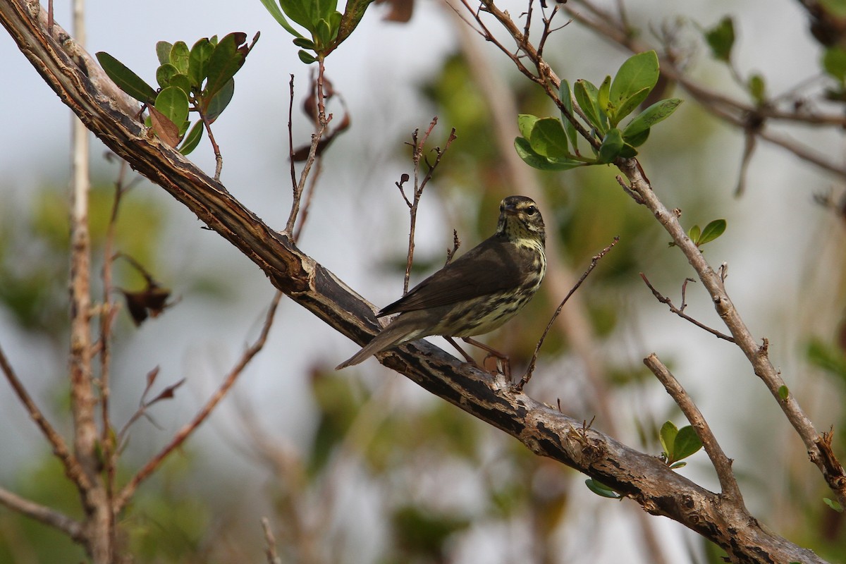 Northern Waterthrush - ML65076081