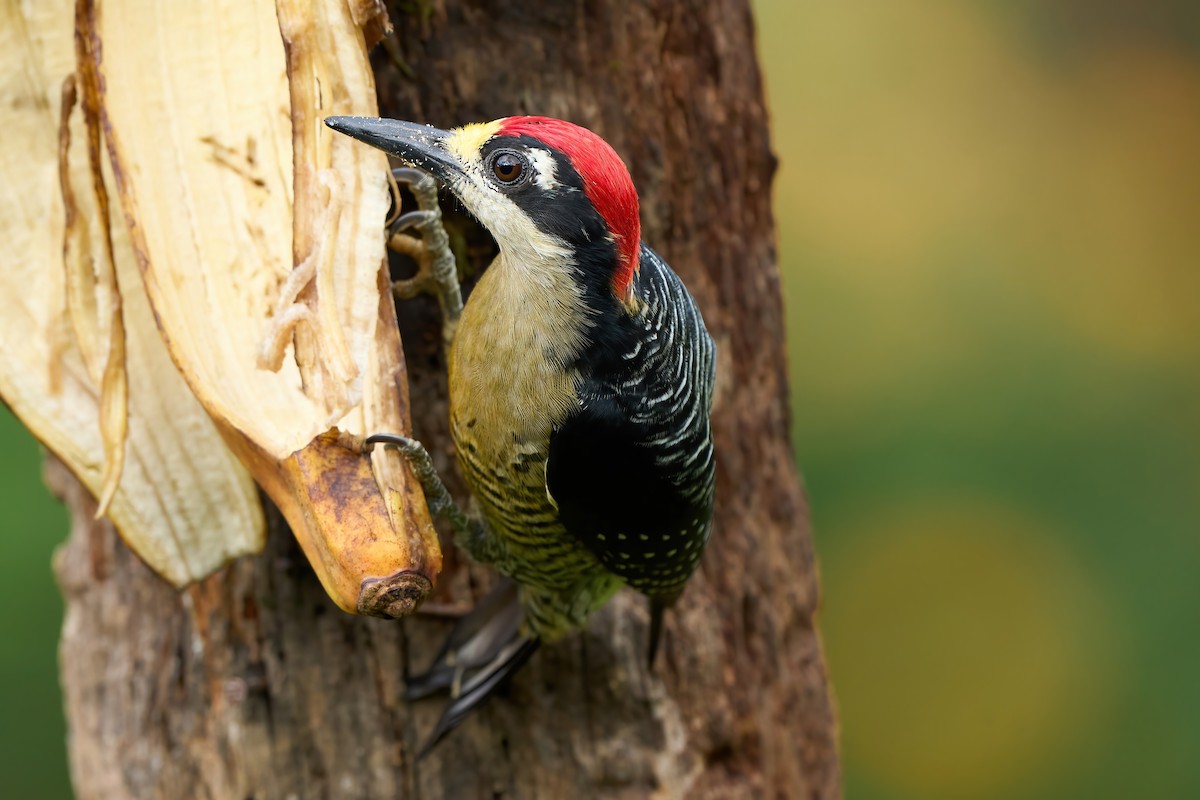 Black-cheeked Woodpecker - ML650760836
