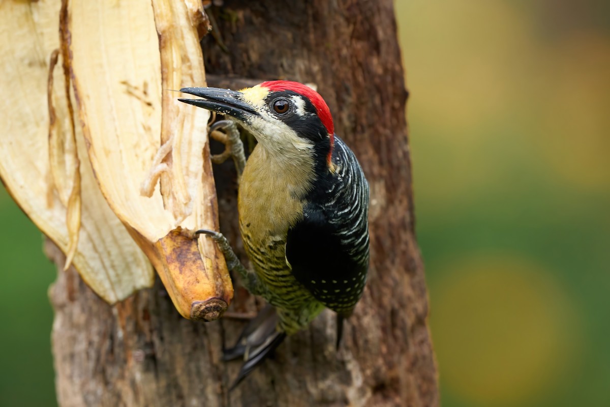 Black-cheeked Woodpecker - ML650760837