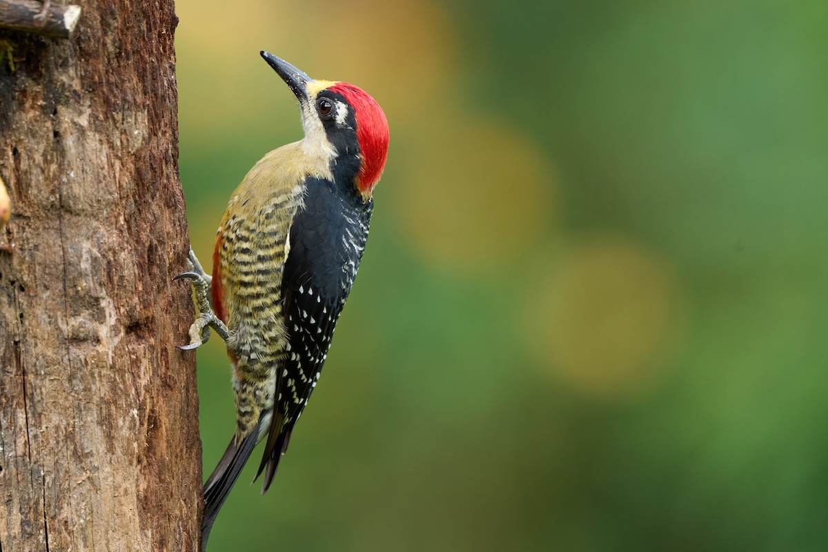 Black-cheeked Woodpecker - ML650760838