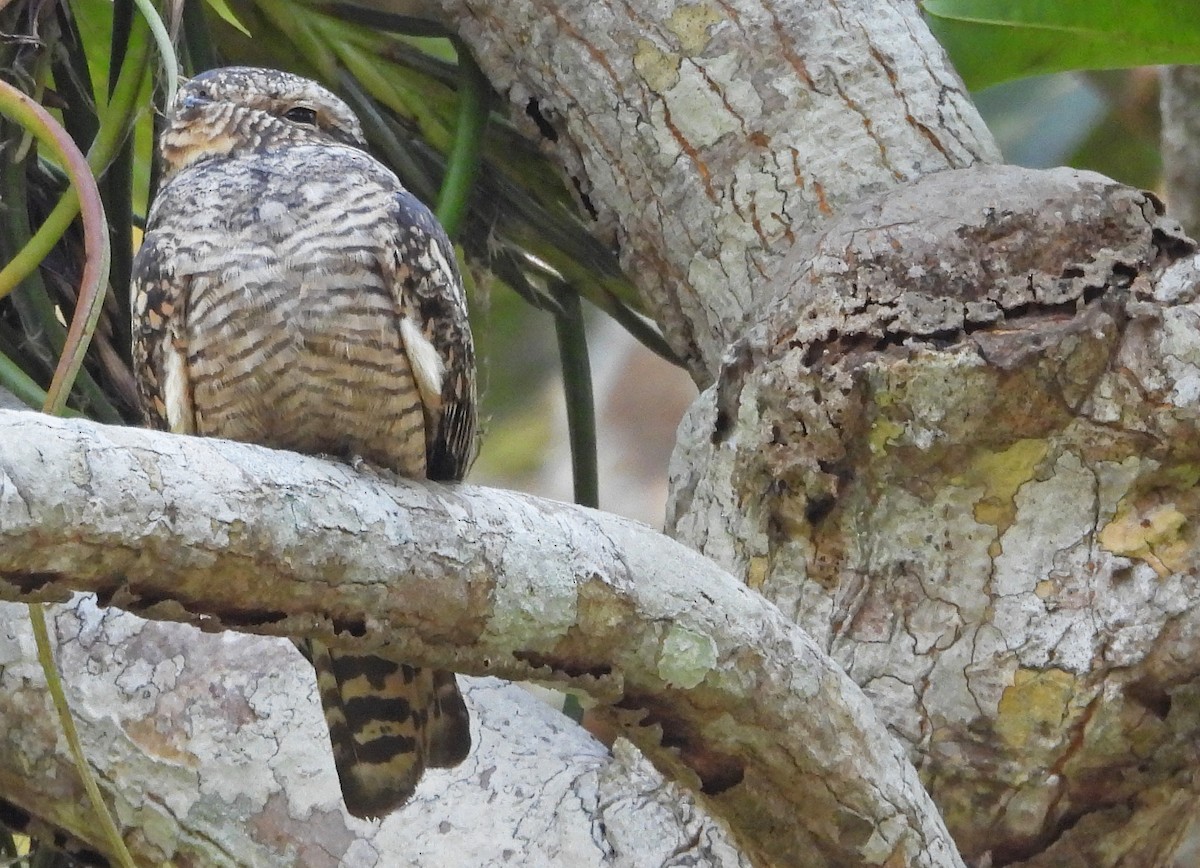 Lesser Nighthawk - ML650760974