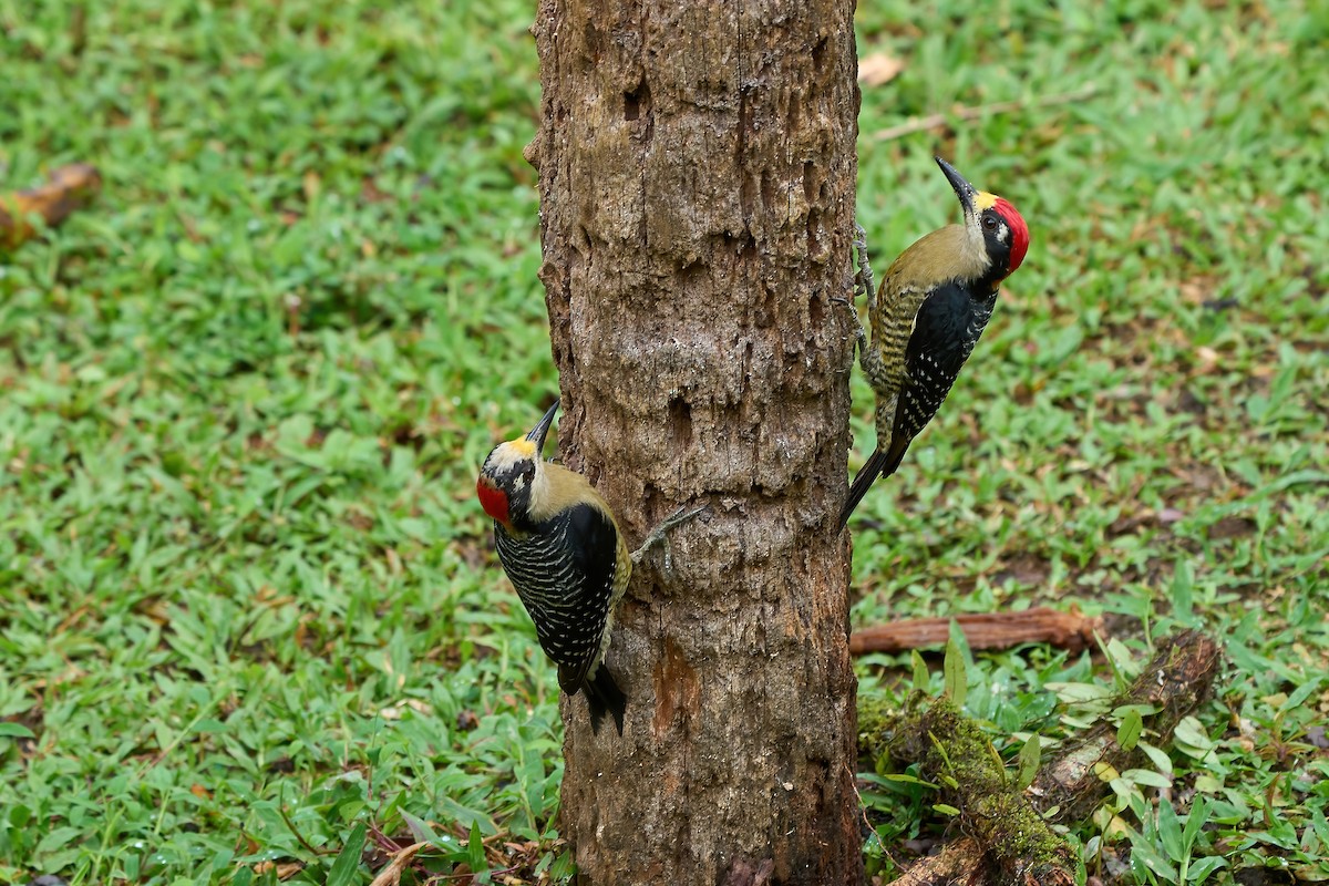 Black-cheeked Woodpecker - ML650761005