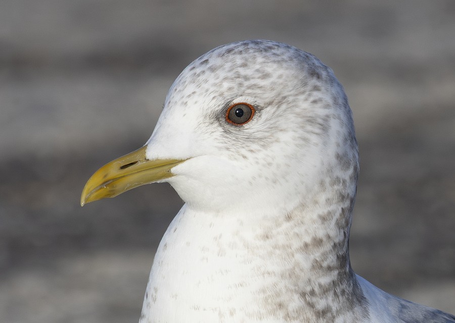 Common/Short-billed Gull - eBird