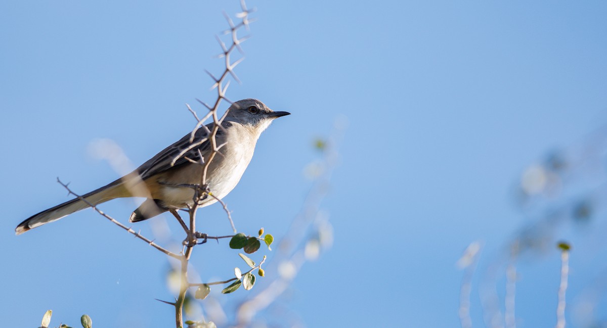 Sinsonte Norteño - ML650761013