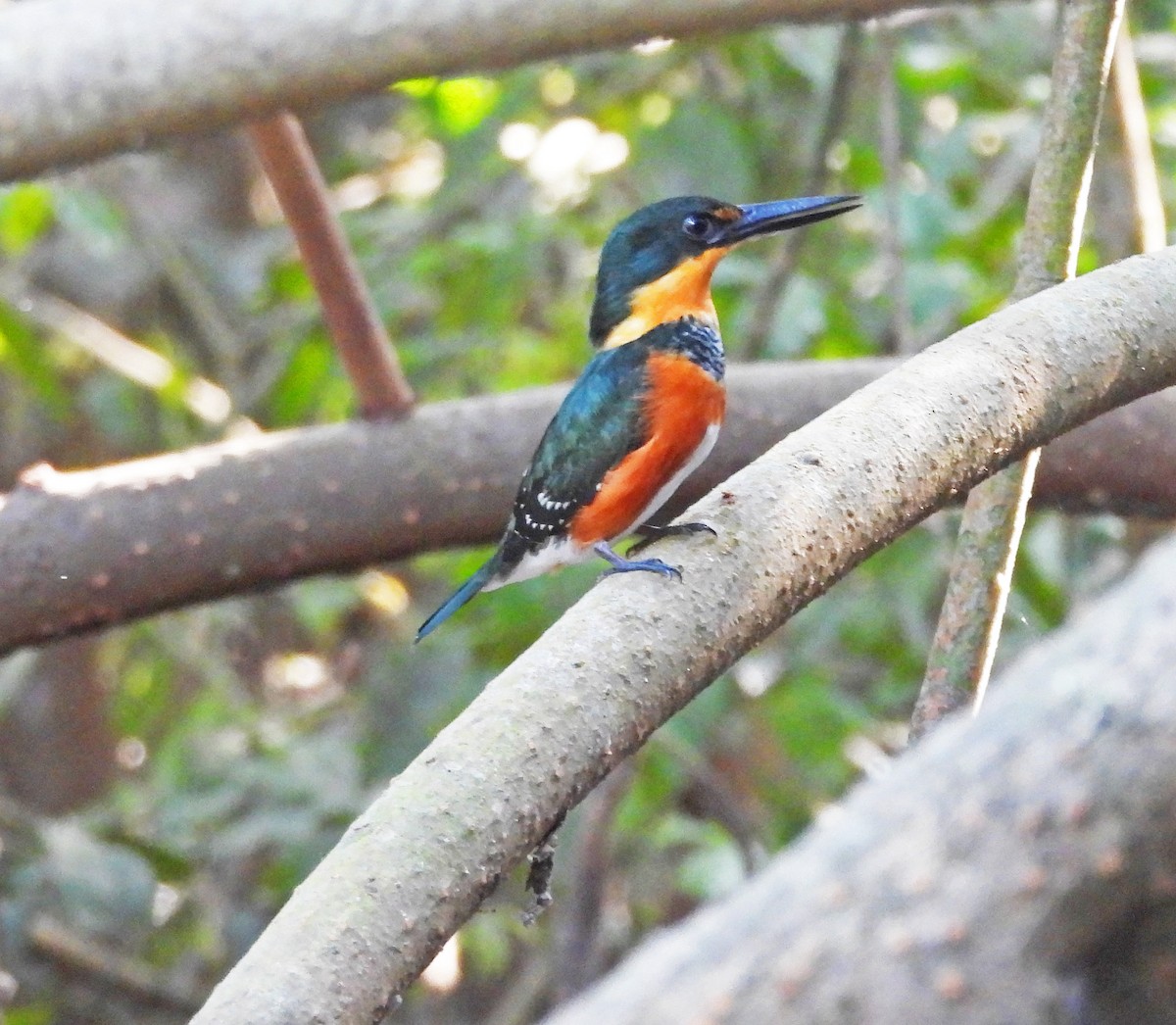 American Pygmy Kingfisher - ML650761029