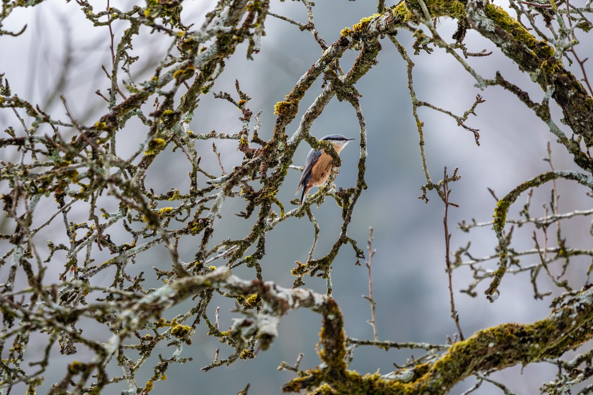 Garrapo eurasiarra - ML650761045