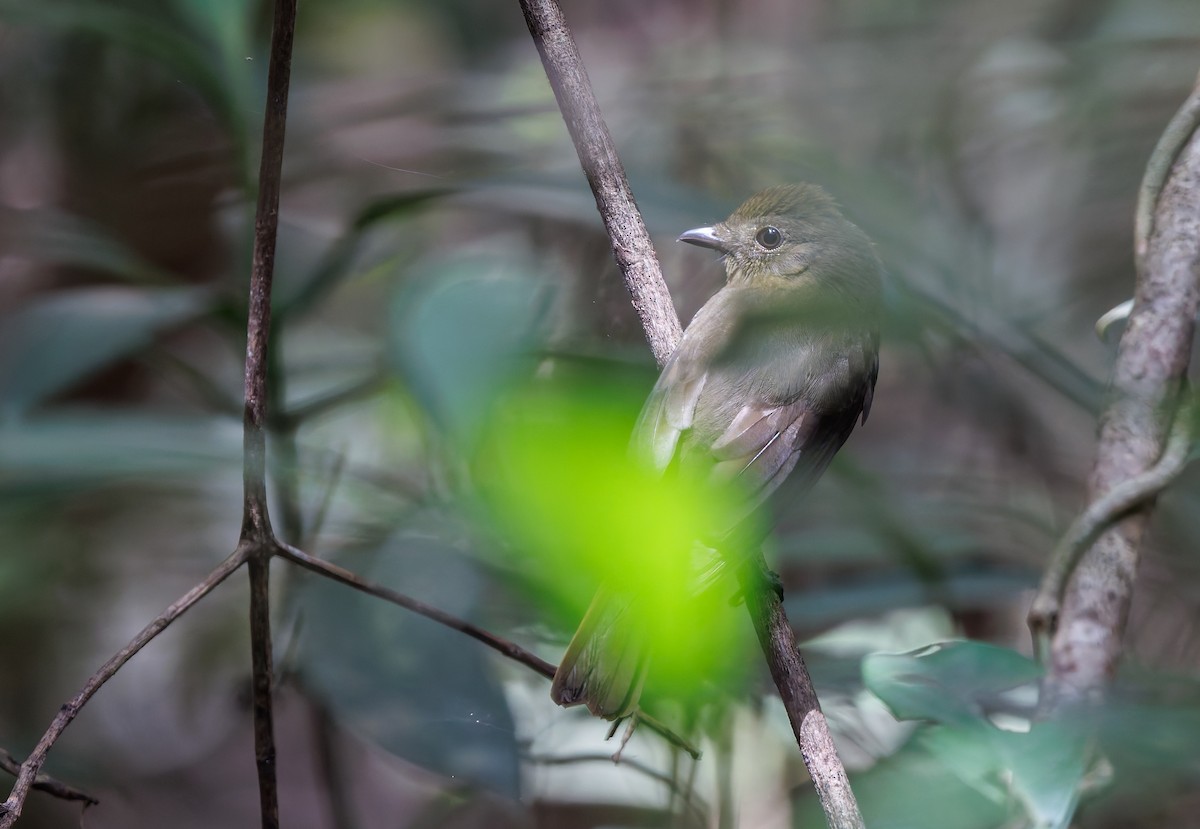 Olivaceous Schiffornis - ML650761245