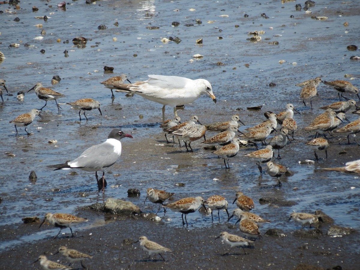 Laughing Gull - ML650761282