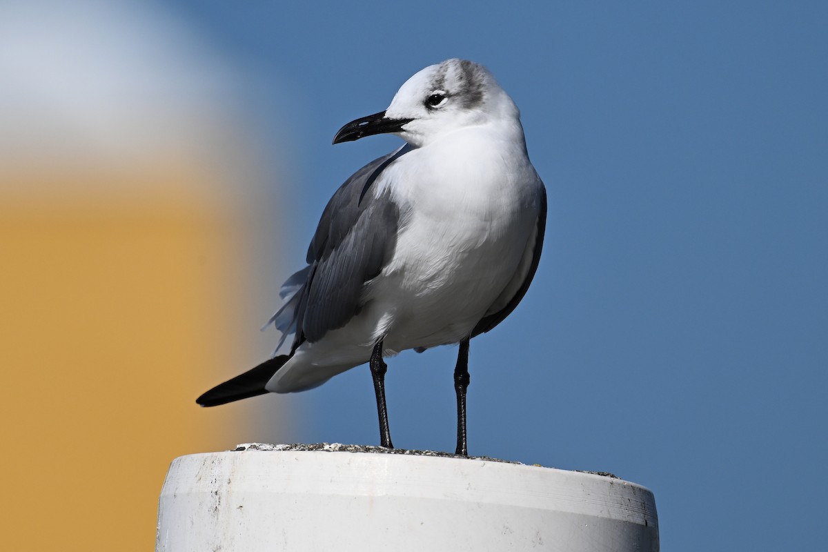Laughing Gull - ML650761355