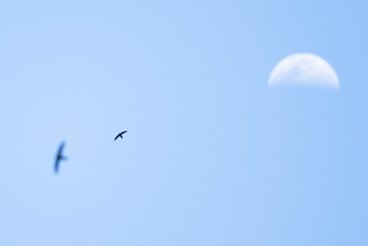 rorýs antilský - ML650761539